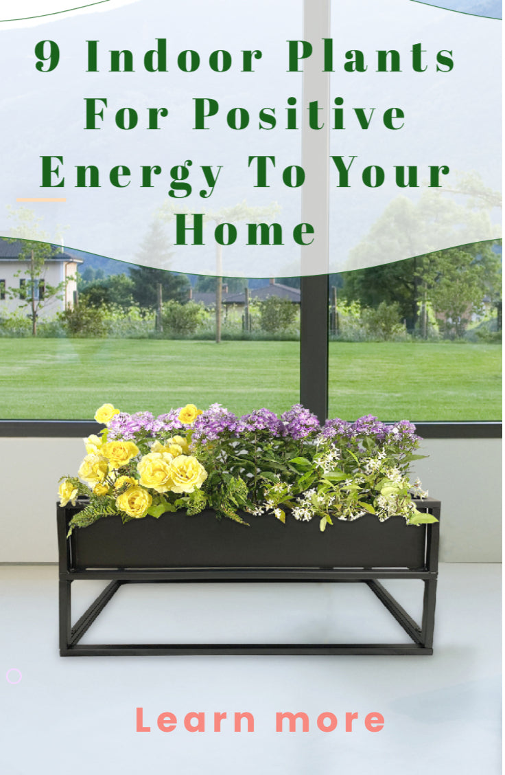 The 9 Best Plants for Your Office or Desk