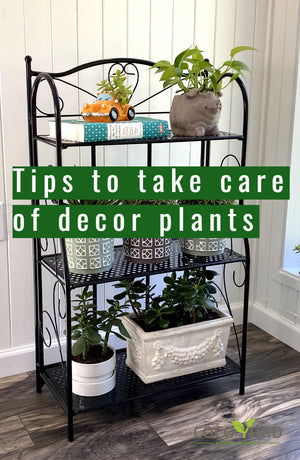 Philodendron Plant Care Tips