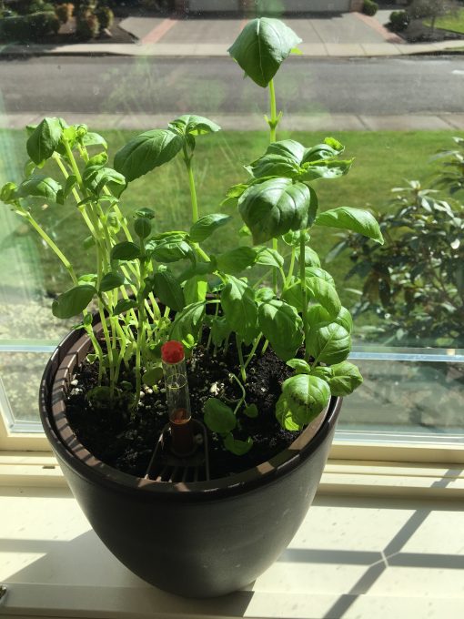 How to grow your own herbs
