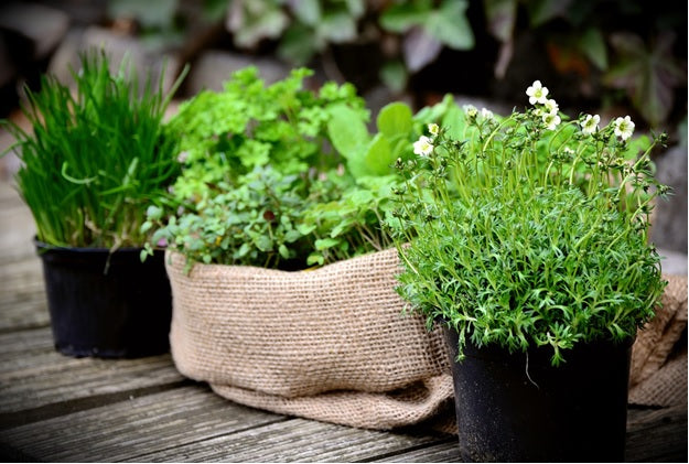 Cooking With Fresh Herbs