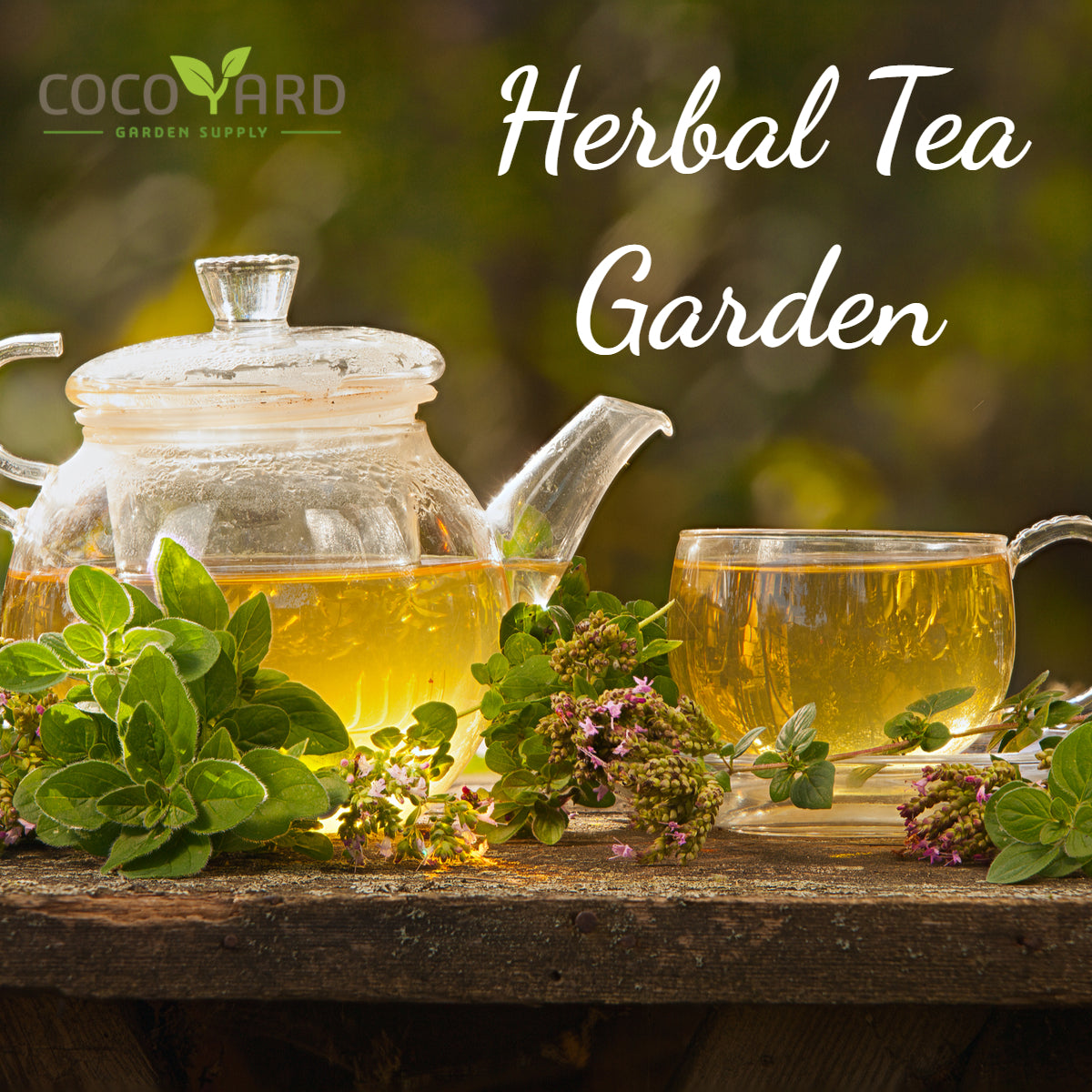 Herbal Tea Garden Cocoyard Garden Supply