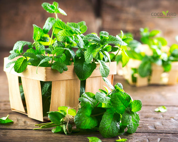 How to grow Mint