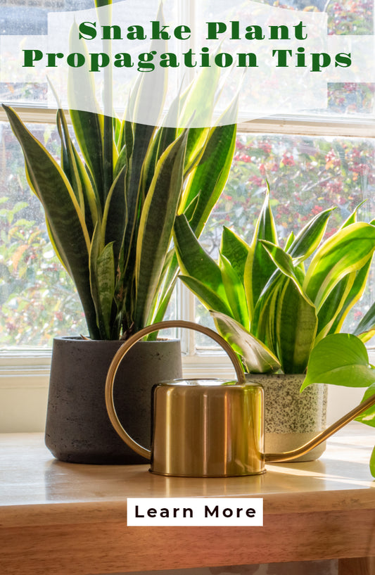 Snake plant Propagation Tips