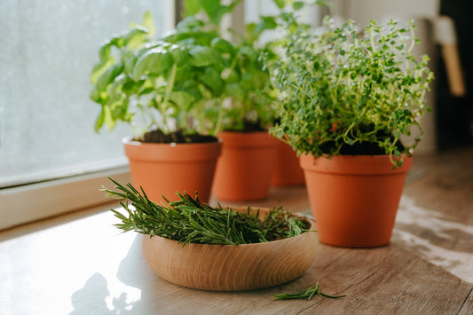 Starting Fresh with Fresh Herbs: A Guide to Renewal