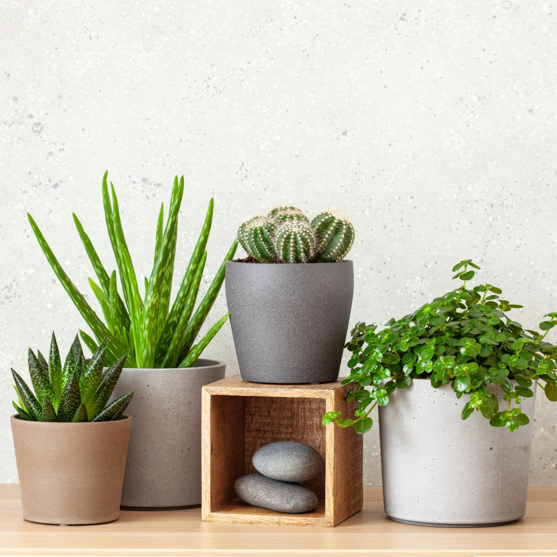 Problems That Might Arise Growing Succulent Houseplants
