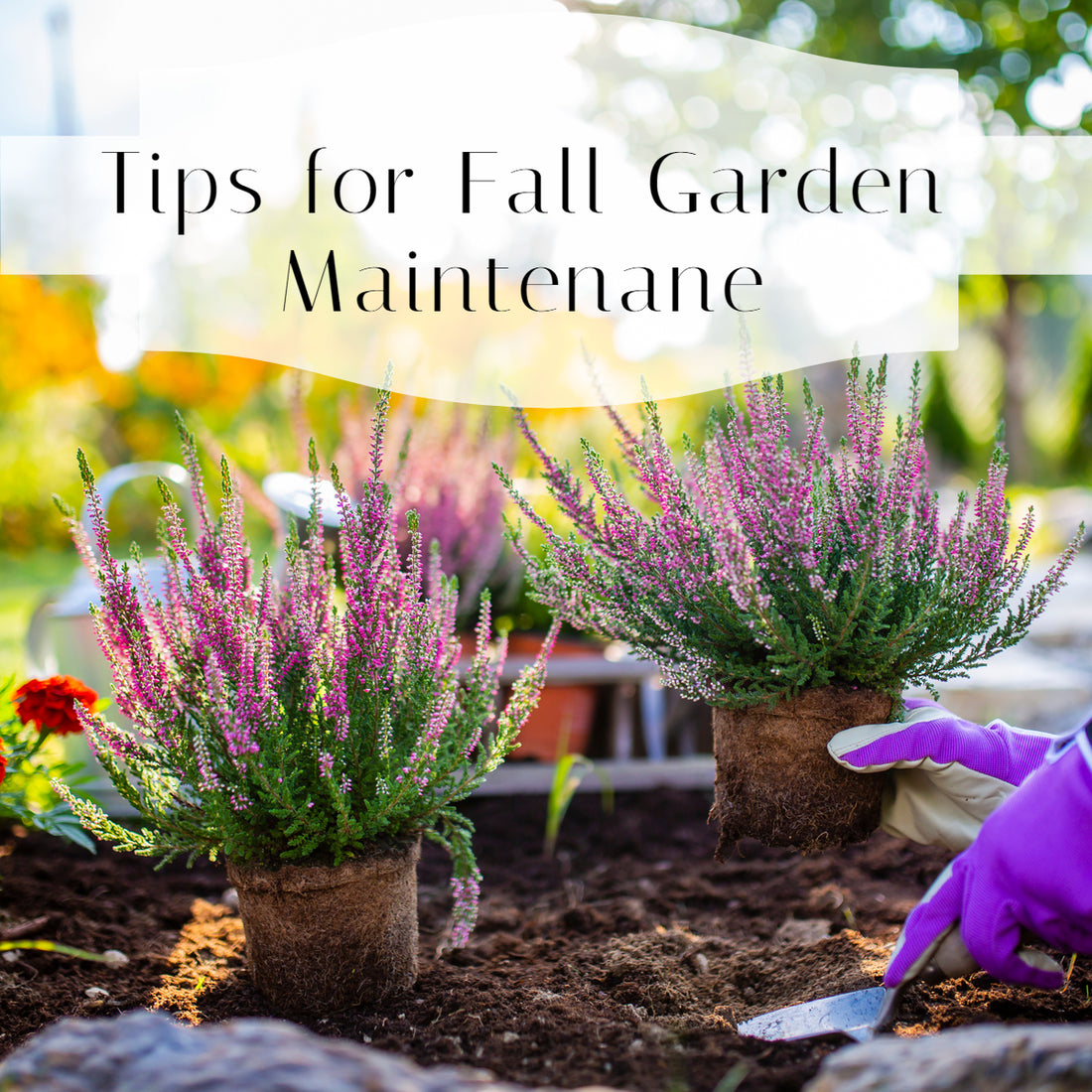 Autumn Garden Ideas and Tips for Fall Garden Maintenance