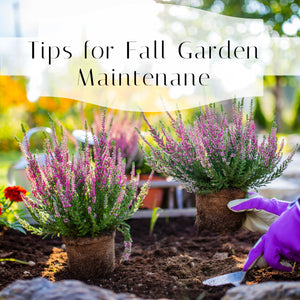 Autumn Garden Ideas and Tips for Fall Garden Maintenance