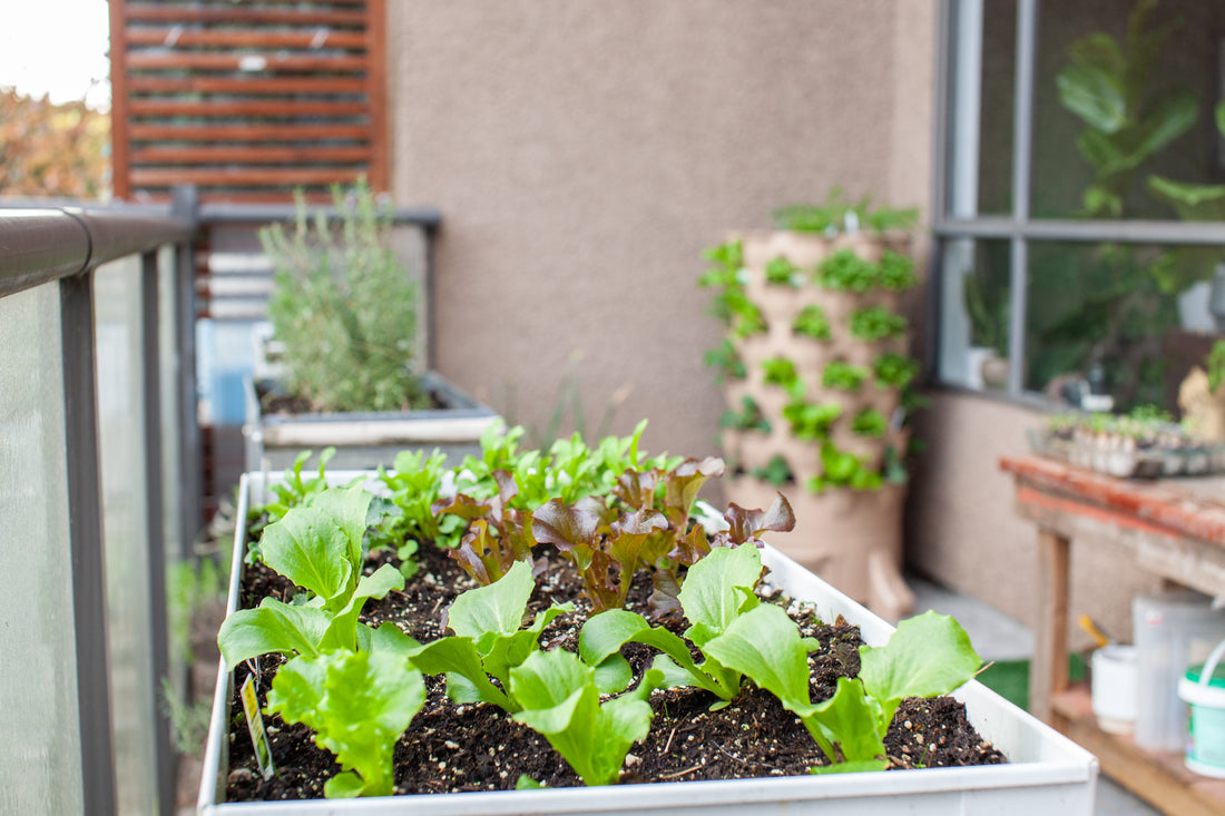 What types of Plants and Vegetables Can I Grow in My Apartment?