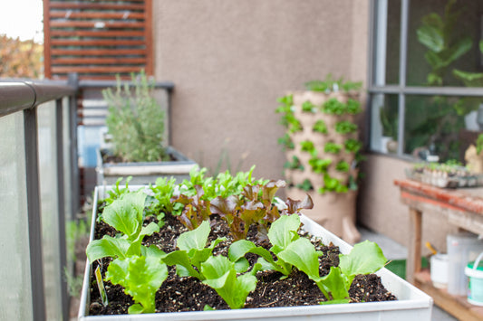 What types of Plants and Vegetables Can I Grow in My Apartment?