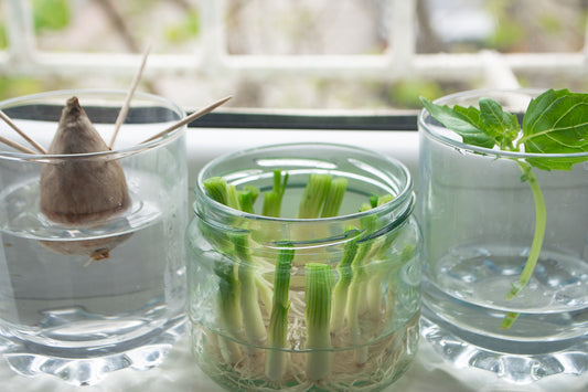 Growing vegetables from kitchen scraps
