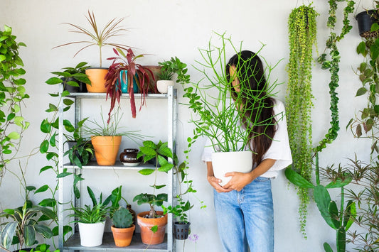 12 Best Low-Maintenance Home Gardening Ideas for Beginners