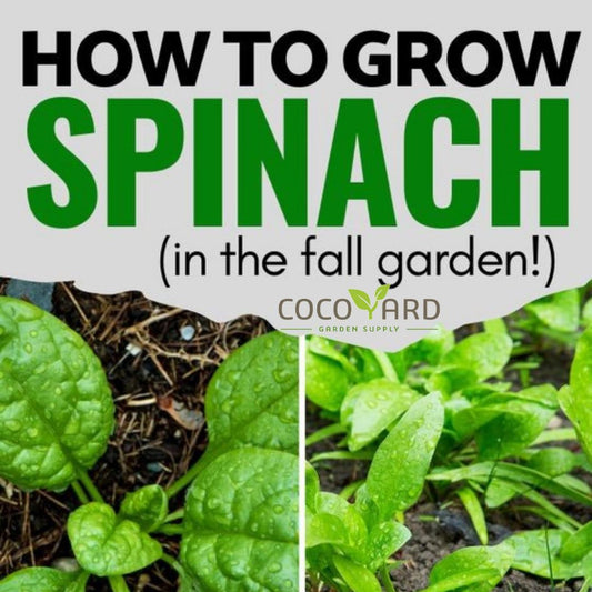 How to grow spinach