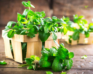 How to grow Mint