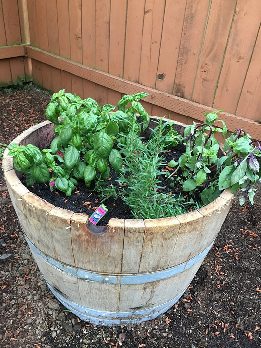 Replant fresh herbs from the supermarket