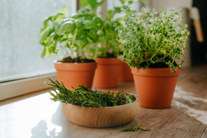 Starting Fresh with Fresh Herbs: A Guide to Renewal