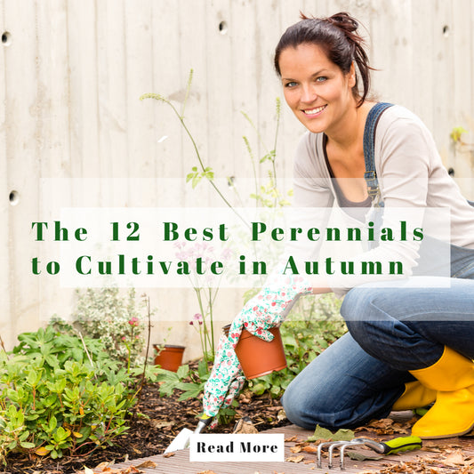 What Perennial Flowers You Should Grow Now?
