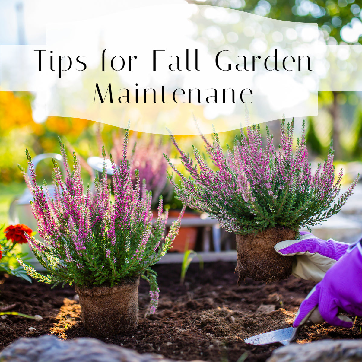 Autumn Garden Ideas and Tips for Fall Garden Maintenance – Cocoyard ...