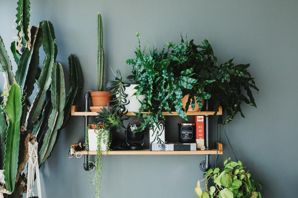 house plant in the plant stand or plant shelf