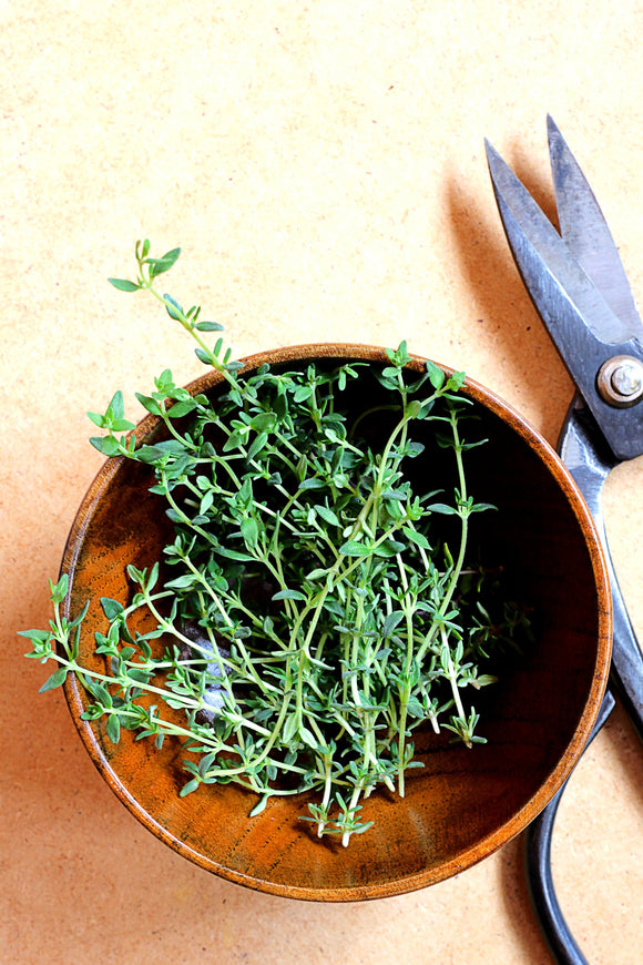 Indoor herb, thyme, indoor planter, holiday herbs