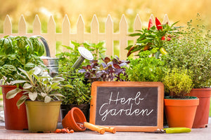 6 Home Gardening Mistakes
